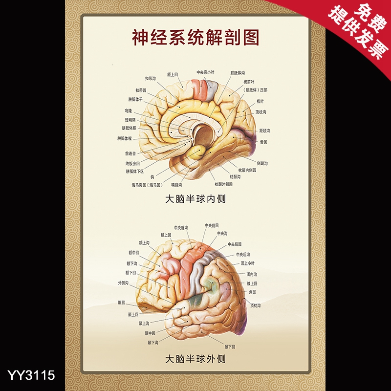 神经系统解剖图医学挂图 大脑半球内外测剖面图 医院