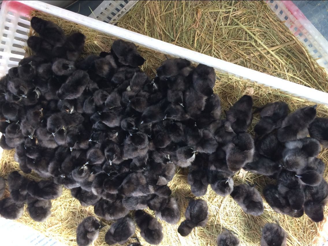 特价土鸡苗_(20只装)黑土鸡苗黑鸡苗鸡苗活体小鸡苗黑毛鸡苗小黑土鸡