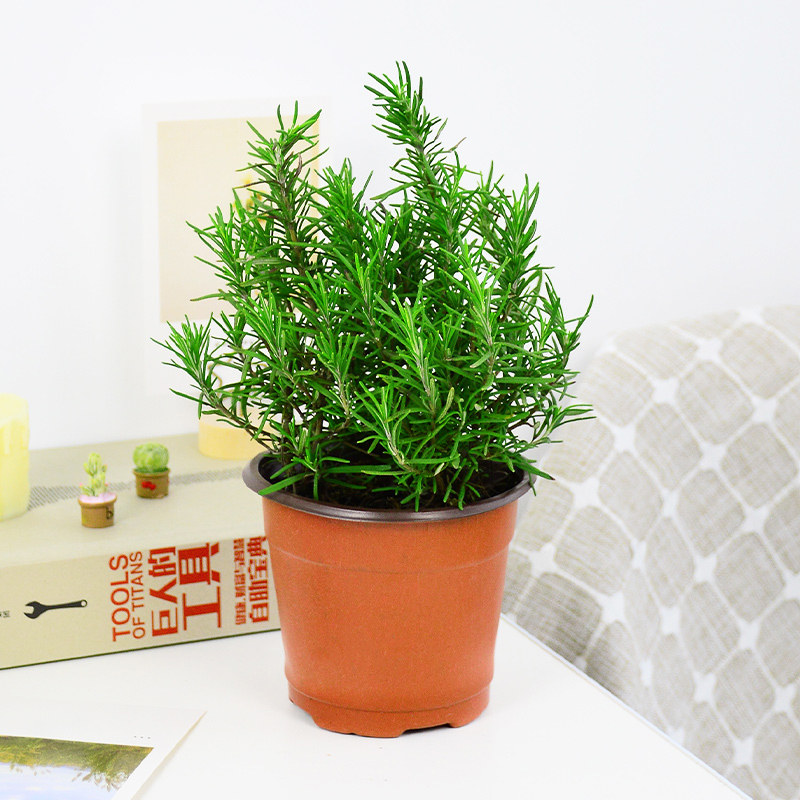 妙点迷迭香盆栽室内客厅小型绿植净化空气提神植物吸甲醛花卉