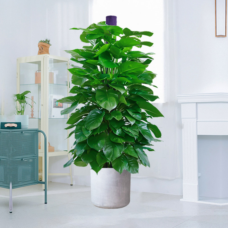 天猫￥168折后价￥98百合竹长花龙血树植物北欧大型客厅办公室盆栽防
