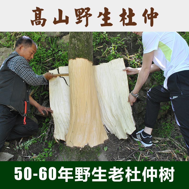 中药材杜仲杜仲茶秦岭野生约50年厚皮男性泡茶泡酒无硫非打粉500g