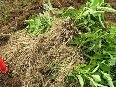 空心菜根1斤包邮大叶空心菜根 竹叶空心菜根柳叶空心菜根蕹菜根新