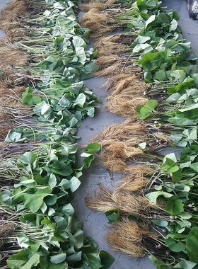 细辛 长白山野生中药材 细参全草东北细辛灯盏细辛新鲜干货250g包