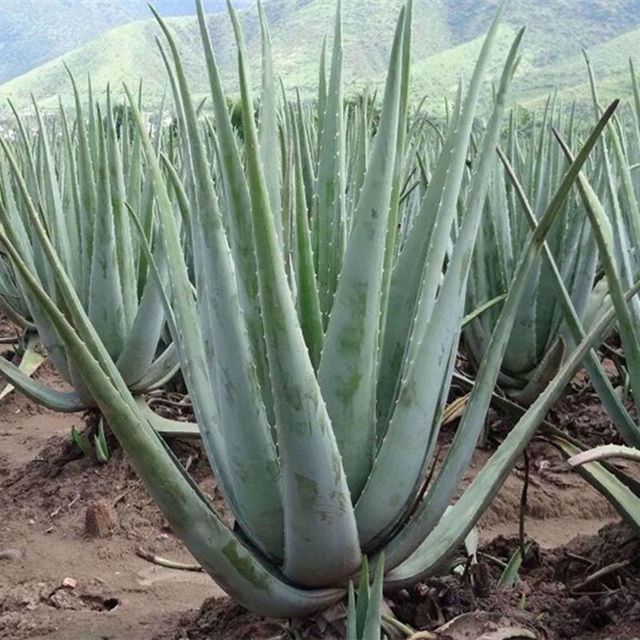 芦荟的种类 食用图片