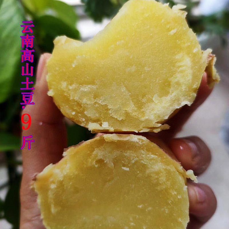 大中混装凉山彝族高山农家红皮黄心土豆非转基因10斤新鲜洋芋粉面