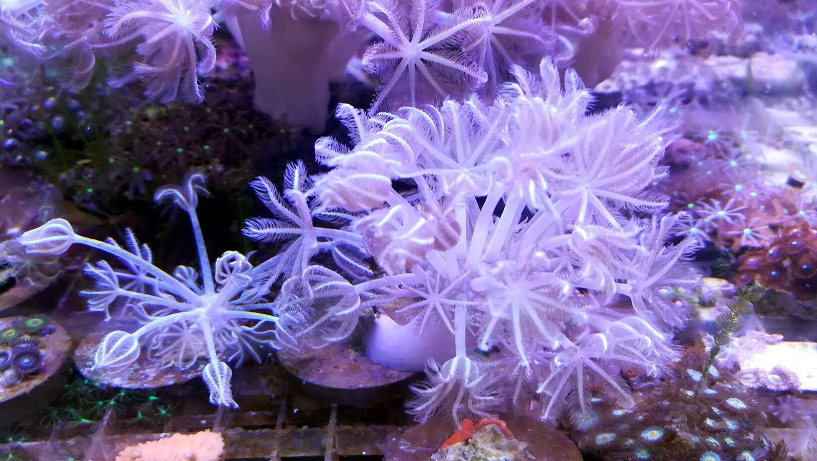 闪千手珊瑚品牌精品汇聚_价格大全 pc版 -最宠网