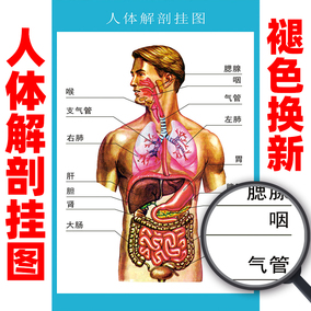 男孩身体结构分布图图片