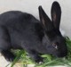 家养灰色肉兔活物新西兰白色成年种兔苗可繁殖巨型兔子活体包邮