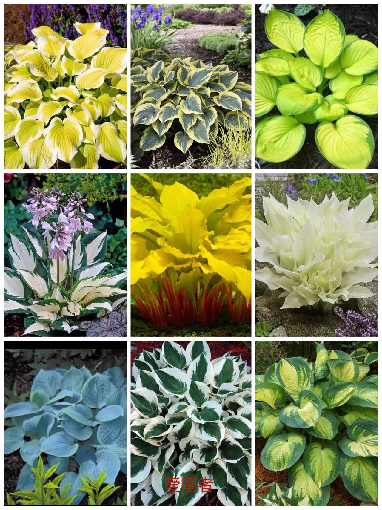 【多品种玉簪】宙斯花园植物观叶花卉多年生庭院耐荫耐寒宿根植物