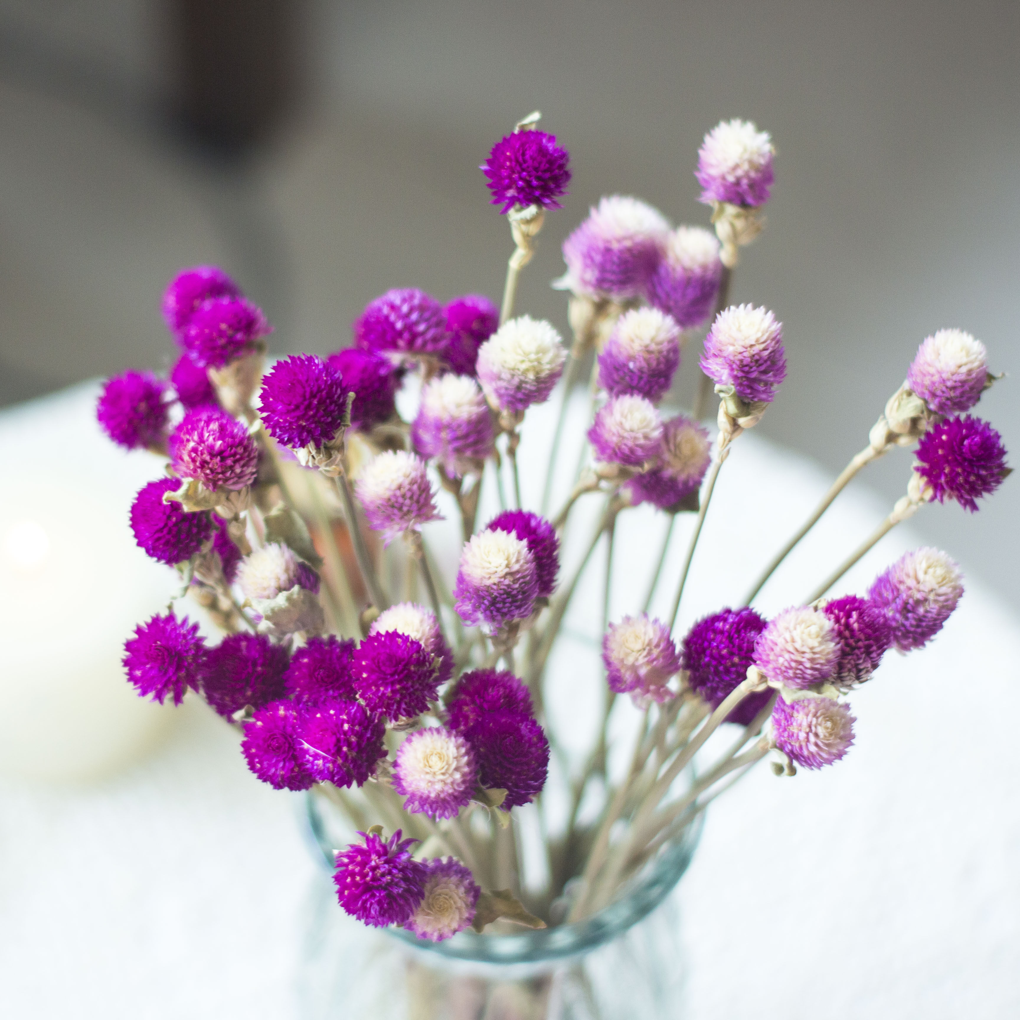 千日红干花天然干花真花ins风家居装饰摆件diy手工插花花瓶装饰——旧