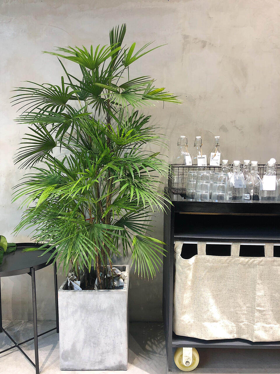 棕竹盆栽大叶金山植物客厅办公室内外清新空气甲醛大型绿植 原价198元