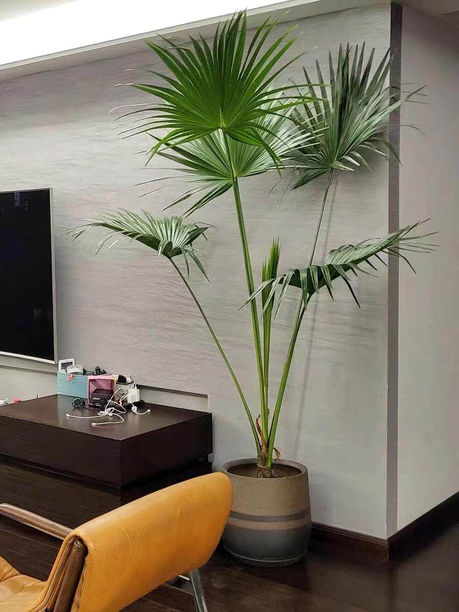 耐寒蒲葵植物棕榈科树扇叶室内外绿植四季长青大型观叶好养活网红