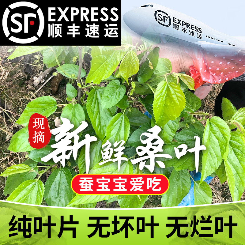 顺丰空运现摘新鲜桑叶大小蚕宝宝食物天然口粮农家自种无污染包邮