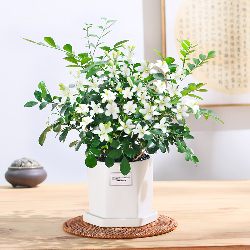 花卉兰轩的优惠券大全