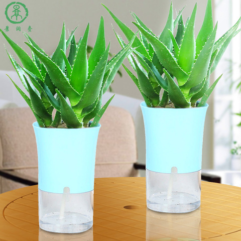 芦荟植物水培花卉盆栽植物室内办公室绿色水养懒人花
