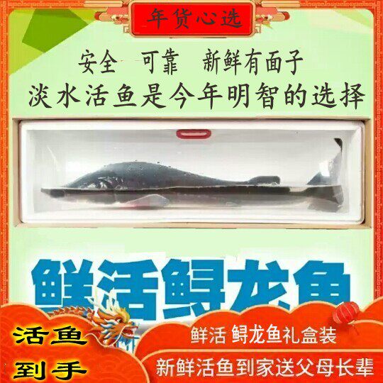 礼品活体鲟鱼鲜活鲟龙鱼生鲜海鲜活体无刺食用活鱼淡水产包活送礼