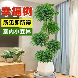 幸福树客厅盆栽大型老桩绿植办公室内平安树吸甲醛植物四季好养活