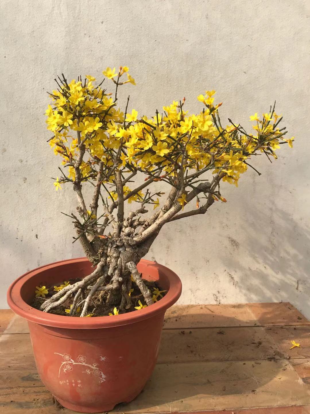桩型迎春花盆景 一物一拍 龙爪迎春盆栽 实物拍摄 绿植花卉