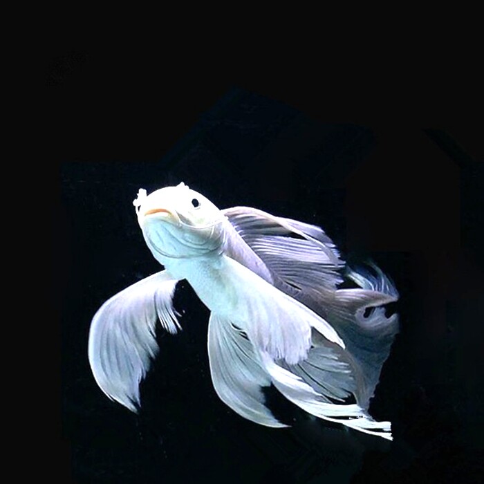 台湾白金蝴蝶鲤活体冷水鱼热带观赏鱼苗纯种短身长尾贵妃龙凤锦鲤
