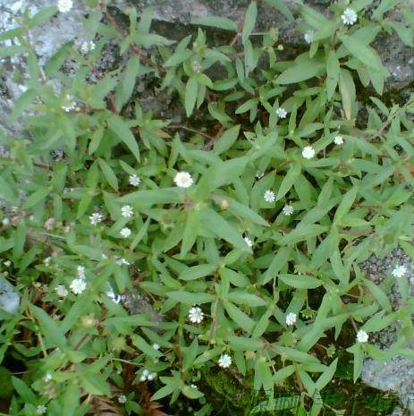 500克新鲜黑口草旱墨莲乌田草墨旱莲旱莲草墨水草乌心草10斤包邮