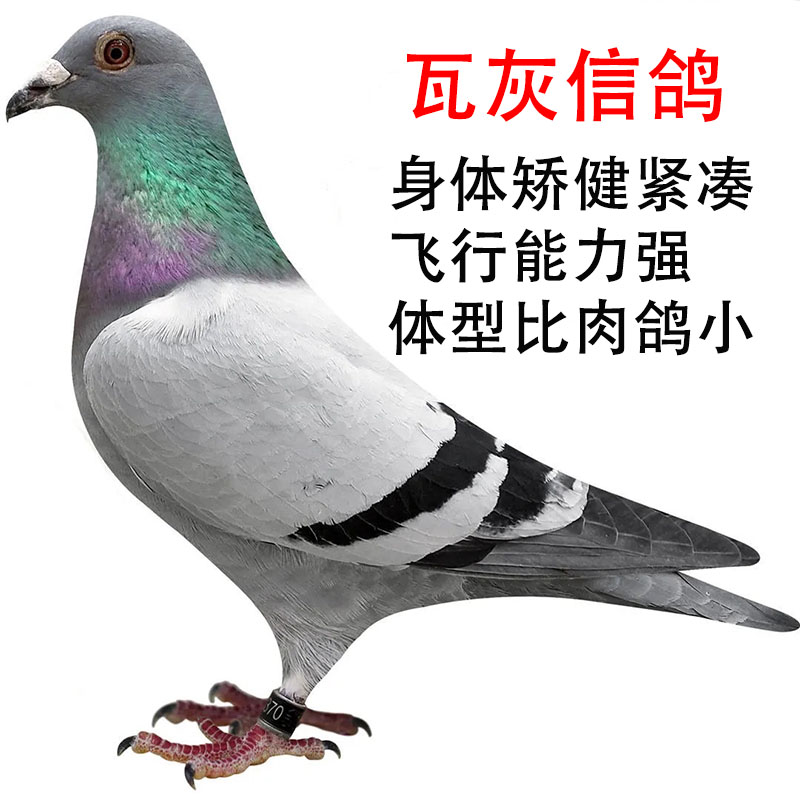 瓦灰信鸽鸽子活一对活体种鸽青年鸽幼鸽小鸽子赛鸽成绩鸽原配一对