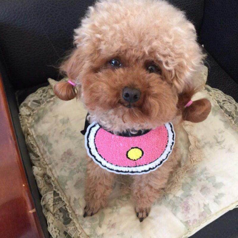 金毛 脖围_围嘴配饰花朵狗狗口水巾大型犬小狗蝴蝶结金毛装扮春夏幼猫