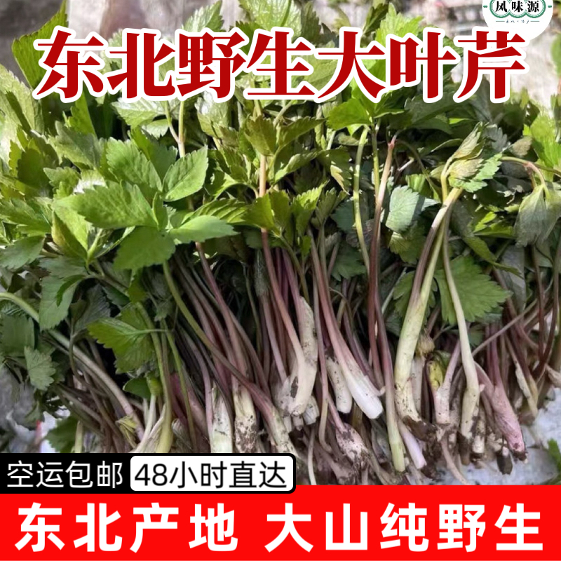 东北山菜新鲜野生山野菜野生大叶芹山芹菜包邮顺丰空运一箱