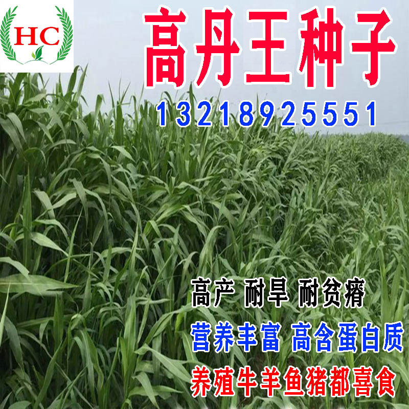 苏丹草种子高丹草牧草草籽鱼草籽高产进口养殖牛羊猪畜牧草