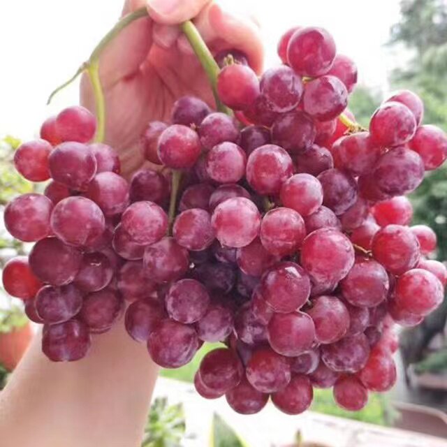 新疆吐鲁番玻璃翠葡萄新鲜水果应当季整箱马奶提子吐鲁番无籽葡萄