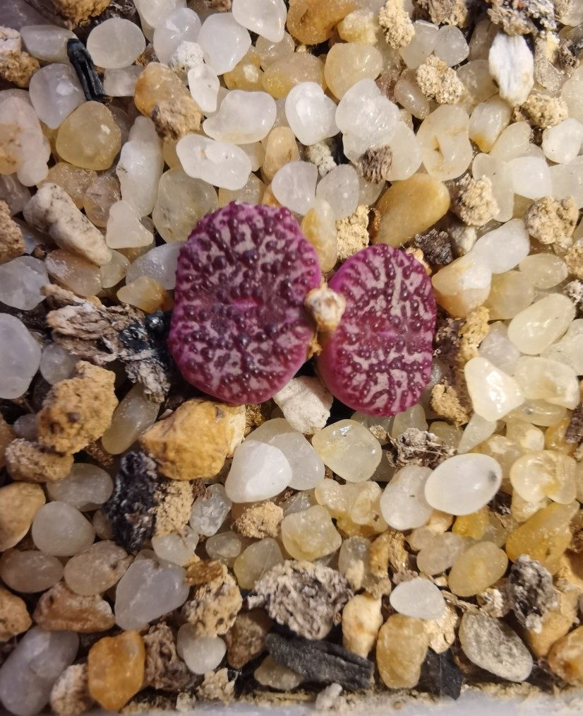 wc霓虹安贞肉锥一物一拍双头母本多肉植物