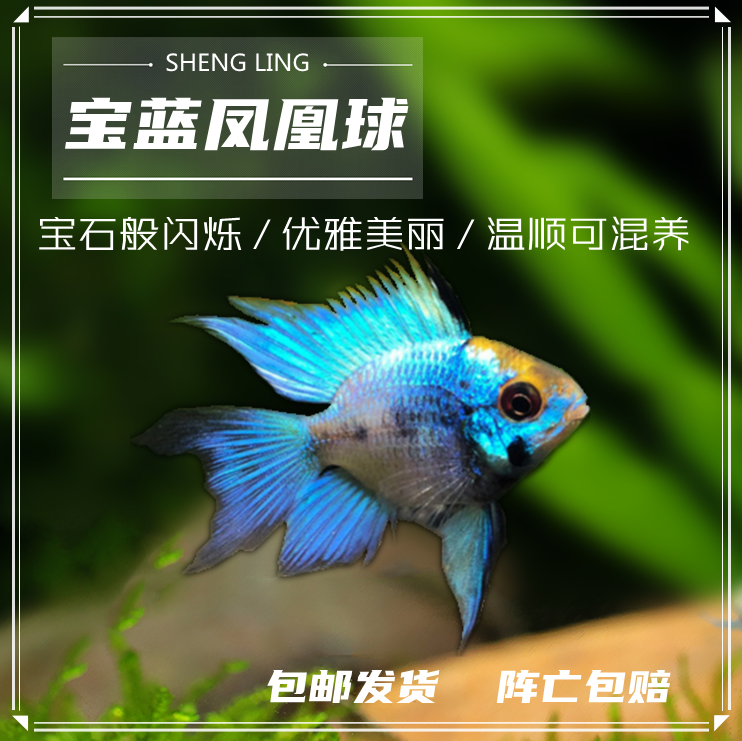 宝蓝球荷兰凤凰球鱼蓝波子阿凡达短鲷金波子鱼淡水热带观赏鱼活体