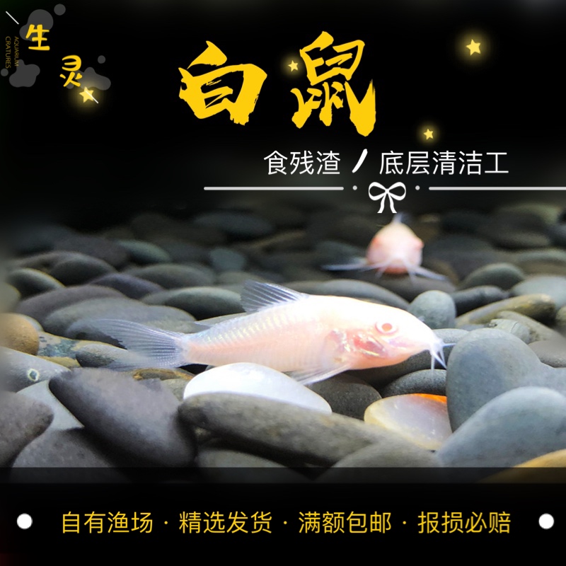 水族宠物白鼠鱼活体观赏热带淡水鱼底栖鱼清洁鱼缸底层鱼清缸