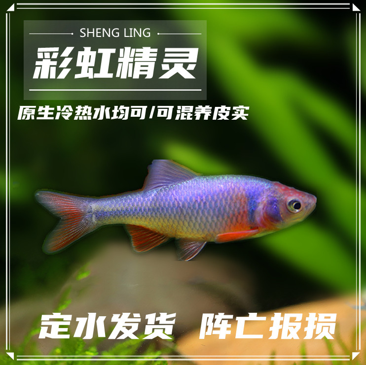 包邮彩虹精灵鱼原生冷水鱼耐寒好养卢伦真小鲤淡水水族活体观赏鱼