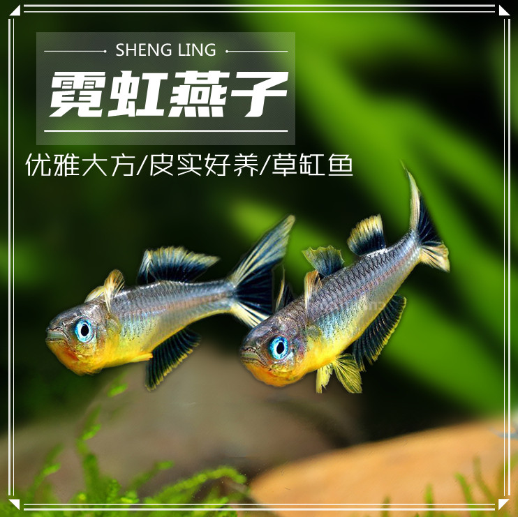 进口促销霓虹燕子鱼灯鱼活体热带观赏鱼草缸群游鱼灯科鱼活体鱼