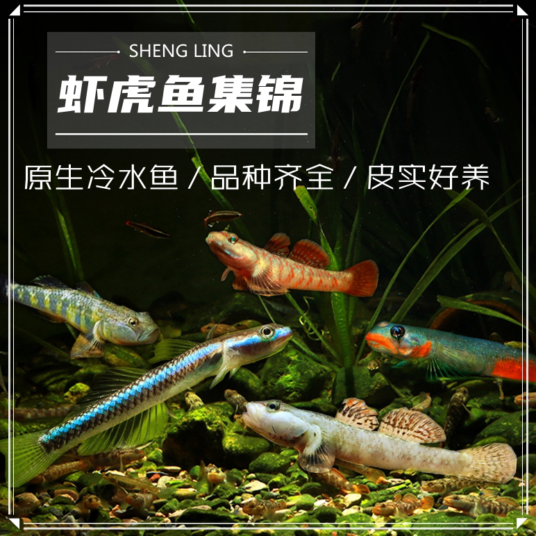 虾虎鱼-特价促销-优惠券领取-价格|多少钱|什么牌子好-35优惠券网站