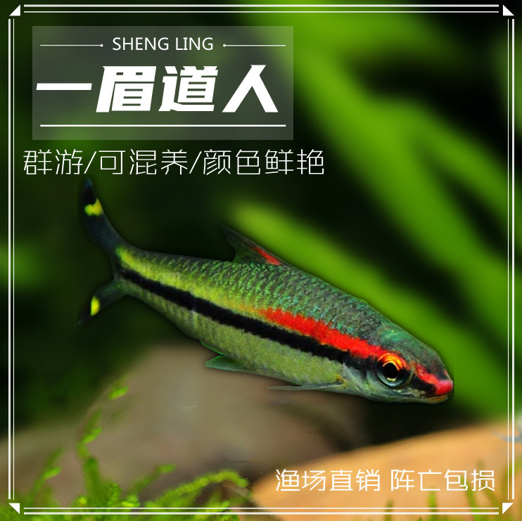 一眉道人鱼小型热带观赏鱼活体水族宠物红眉道人草缸鱼热卖可混养