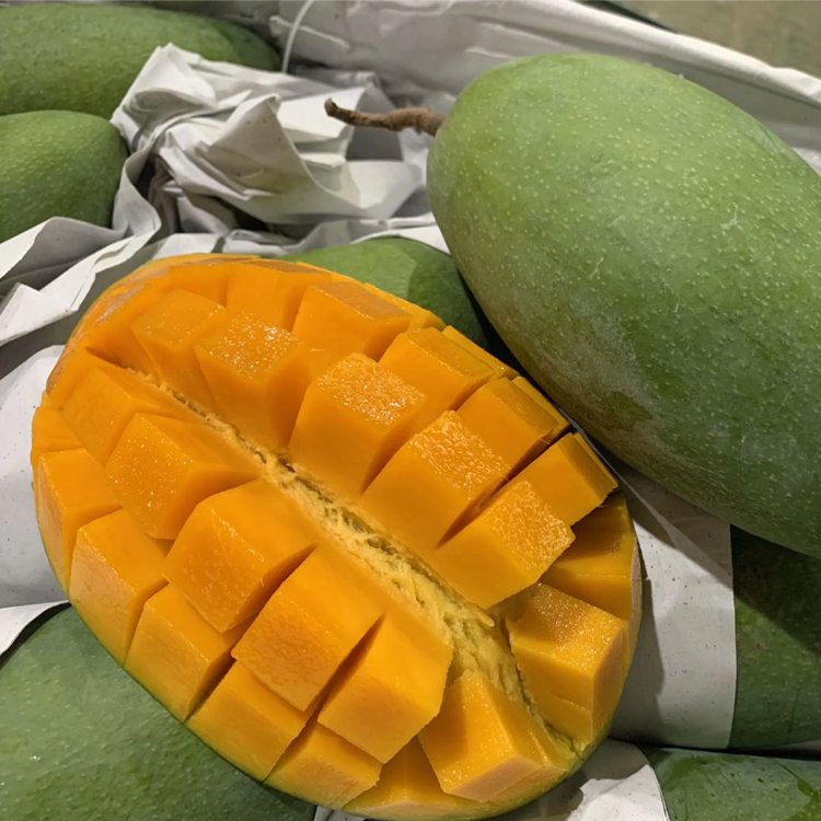 Vietnam Kate Qingmang 10 Full container Season fruit fresh Large Shannon Tropical Mangoin the Aquatic meat/Fresh fruits and vegetables/Cooked , Fresh fruit , Mango category - from Buy2taobao.com to provide professional Taobao agent buy service