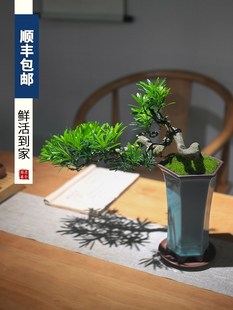 定制销罗汉松盆景室内植物摆件造景绿植桌面新中式茶桌造型悬崖老