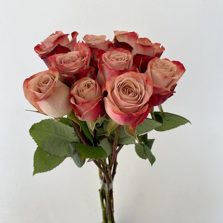 新鲜玫瑰花批发