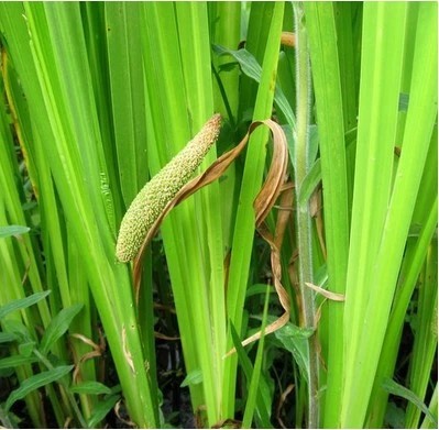 野生水臭菖蒲苗一丛 香菖蒲 盆栽 水生植物 挺水河边栽种臭蒲苗