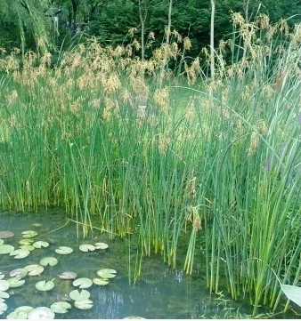 水栽培花卉植物_野生水生花卉 水葱 全国可栽培挺水植物 池塘 鱼塘