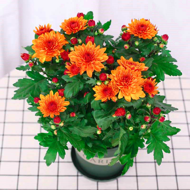 带花苞发货重瓣荷兰张柙菊花大苗室内阳台花卉好养四季开花