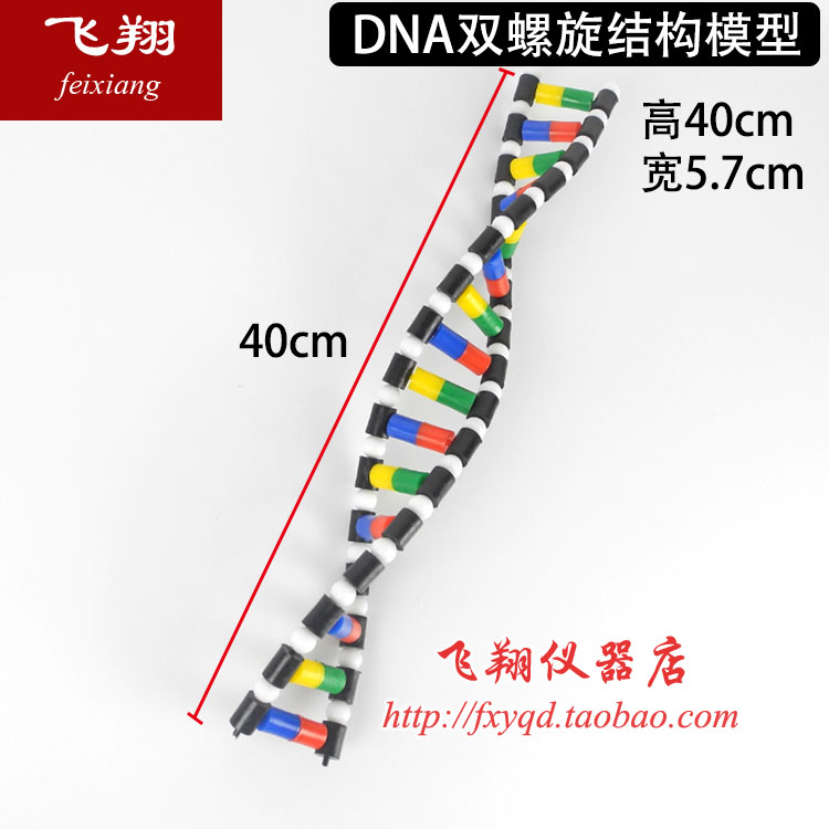 包邮！特价DNA双螺旋结构模型 高中生物 教学仪器 实验器材可开票