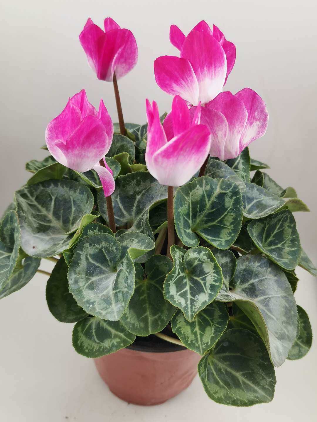 特价仙客来盆栽带花包邮 四季