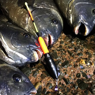 宫之浦(宫浦)立式阿波漂2b-1.5号夜钓海钓浮波矶钓浮漂可插夜光棒