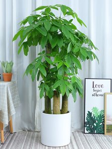 步步高发财树客厅观叶植物绿色大型盆栽室内净化空气开业招财绿植