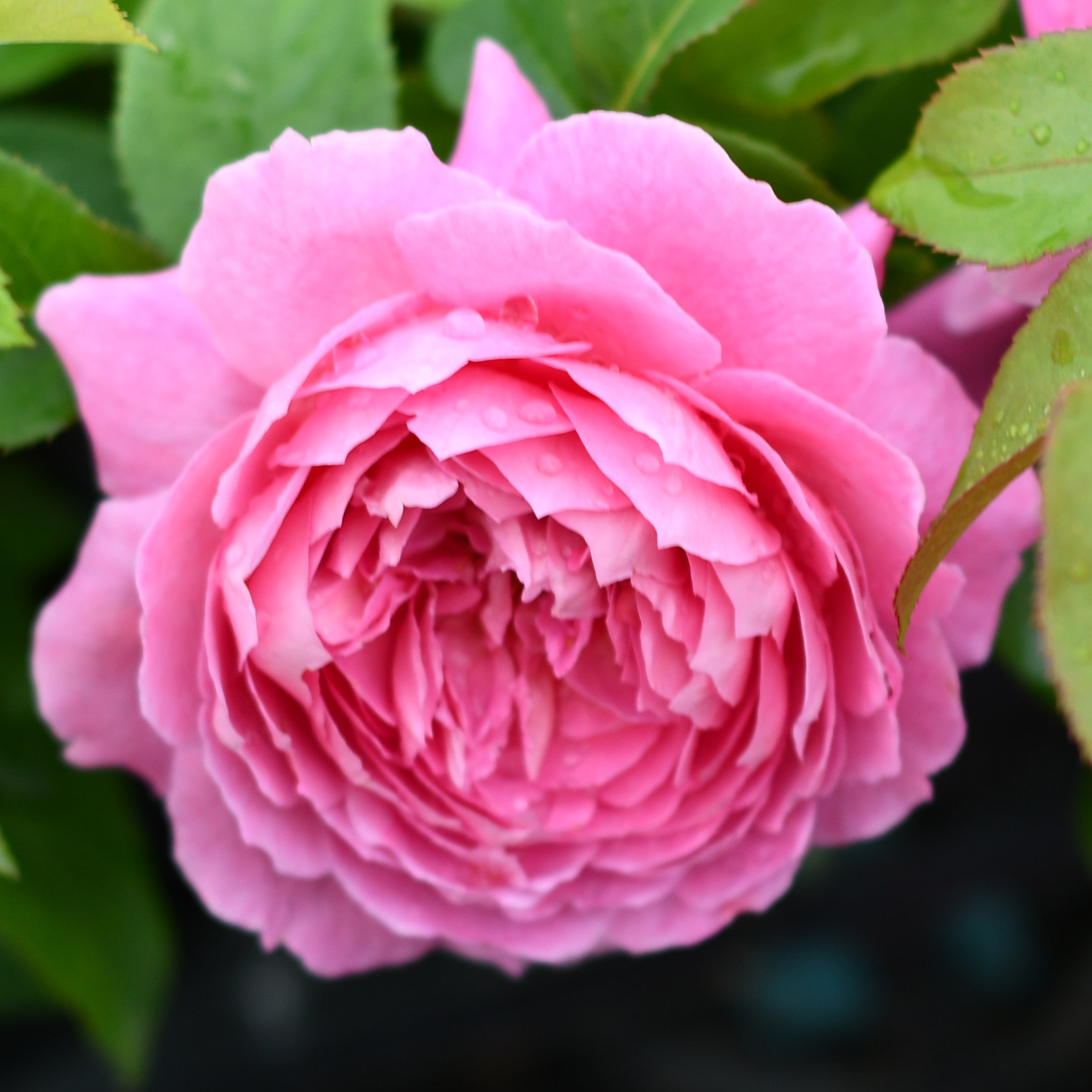 热销粉色玫瑰_粉色灌木月季 花宫娜  香味大花四季绿植花卉可盆栽地栽