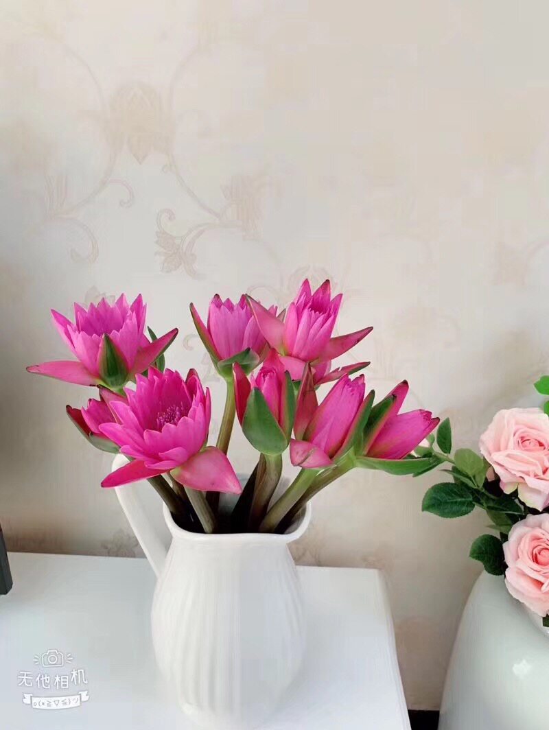 同城鲜花店-睡莲鲜花花束花期长速递