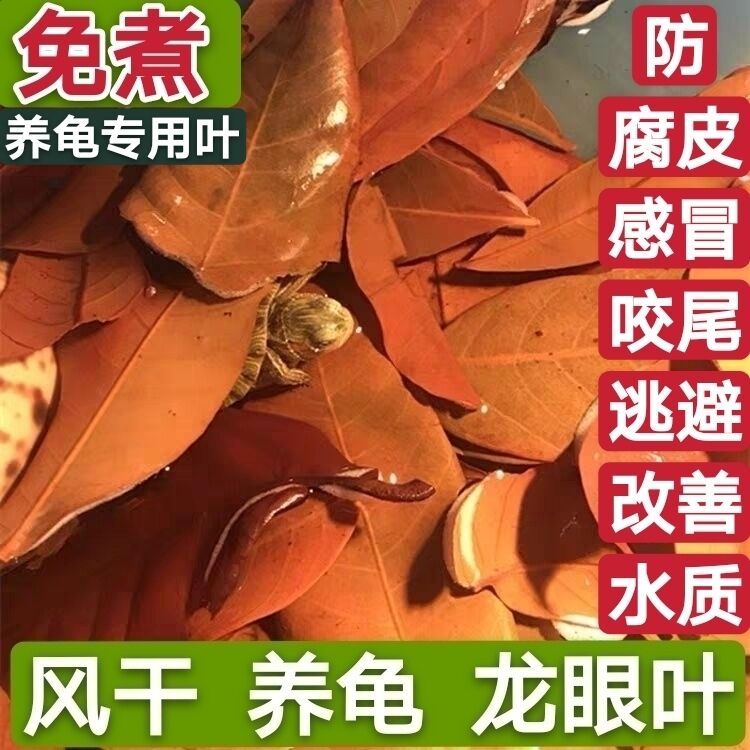 龙眼叶水族大师红色免煮预防腐皮绿色改善水质乌龟缸躲避桂圆叶子