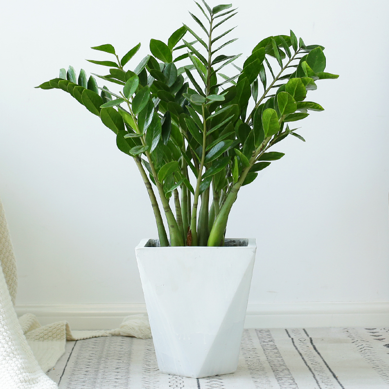 金钱树大盆大额优惠券